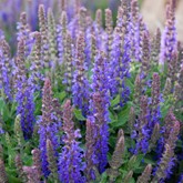 Sensation Deep Blue Sage